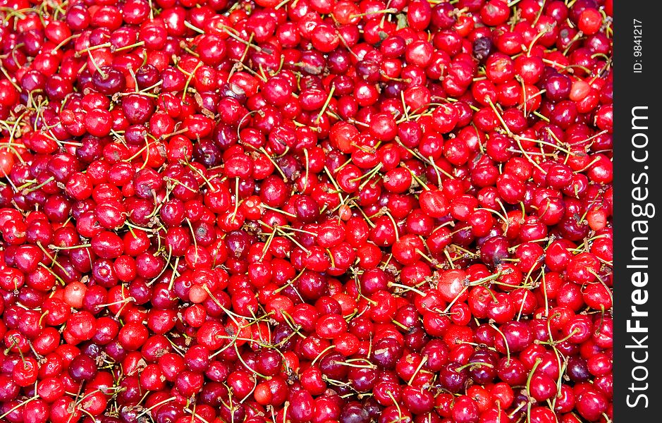 Close up of a group of fresh, succulent cherries
