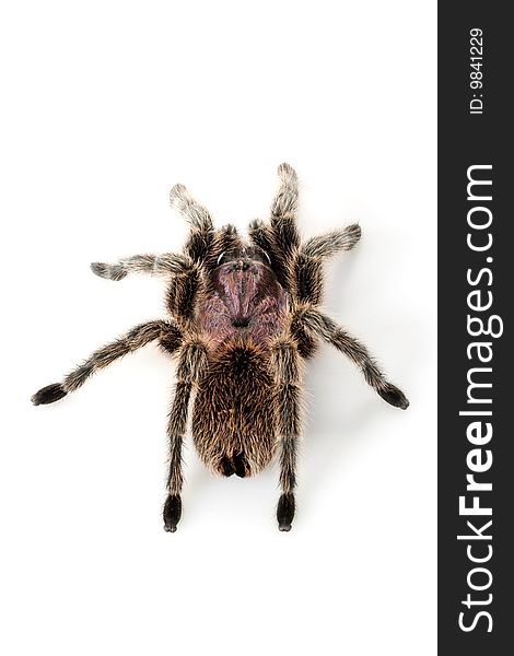 Rose Hair Tarantula (Grammostola rosea) isolated on white background.