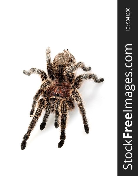 Rose Hair Tarantula (Grammostola rosea) isolated on white background.