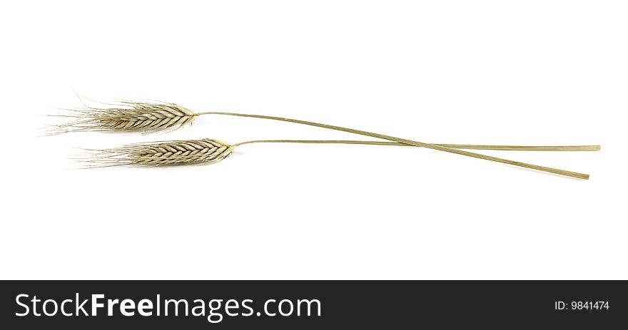 Golden spikes dried horizontally on a white. Golden spikes dried horizontally on a white