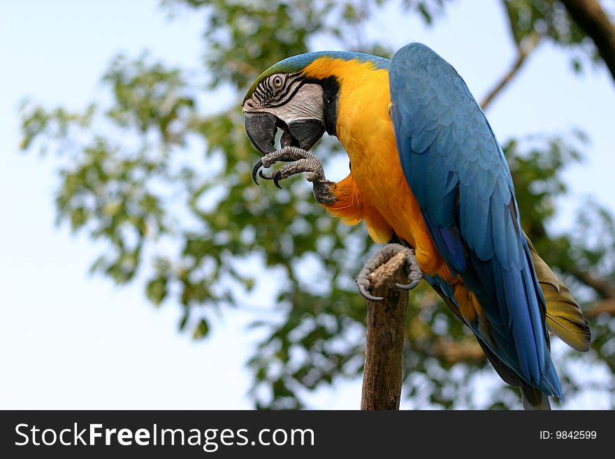 Macaw on the tree in the sunshine