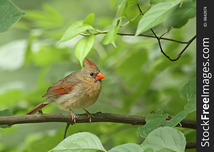 Female cardinal (cardinalis cardinalis) perched in a tree branch