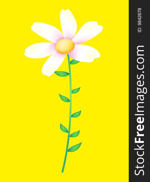 A white flower isolate on the yellow background