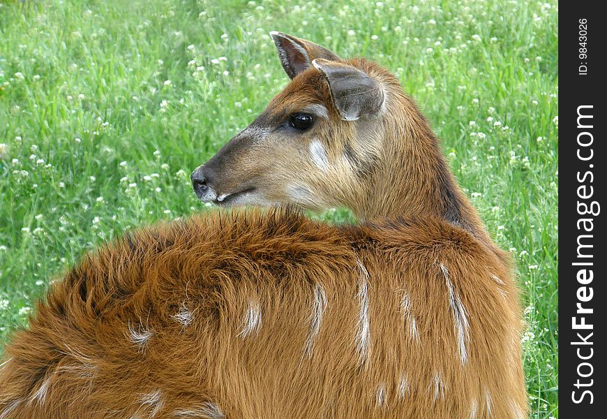 Marsh deer on a background of a grass
