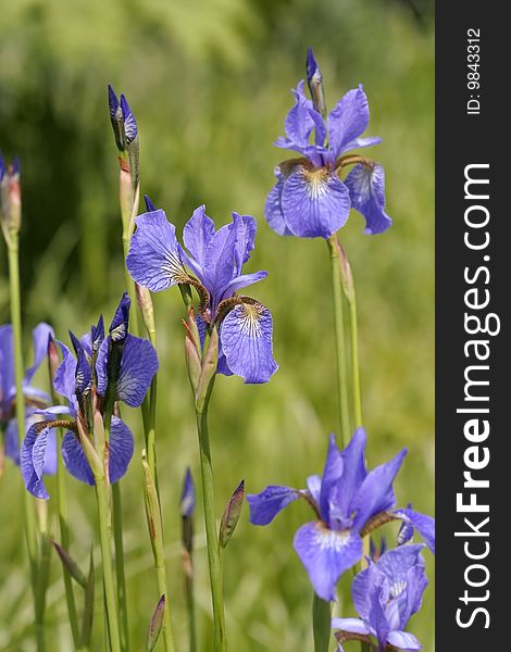 Purple iris flowers in spring garden