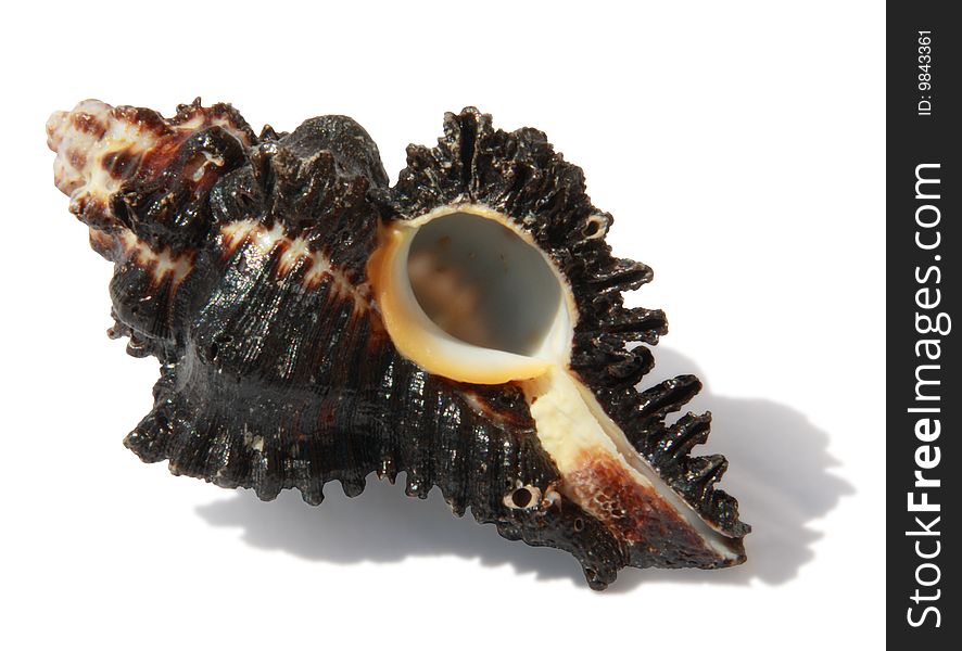 Black seashell