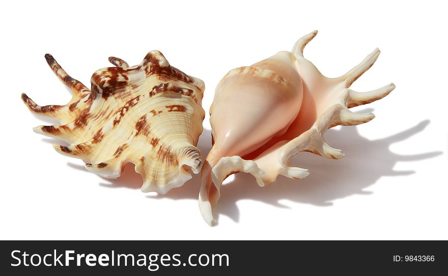 Two seashells on a white background