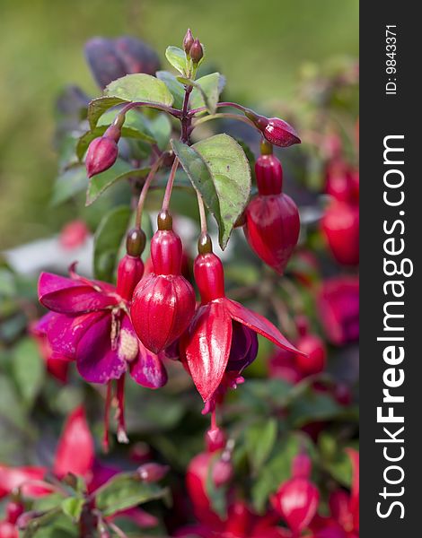 Red fushia flowers closeup in spring day