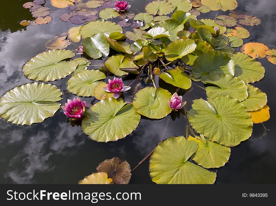 Waterlilies In Garden Pond