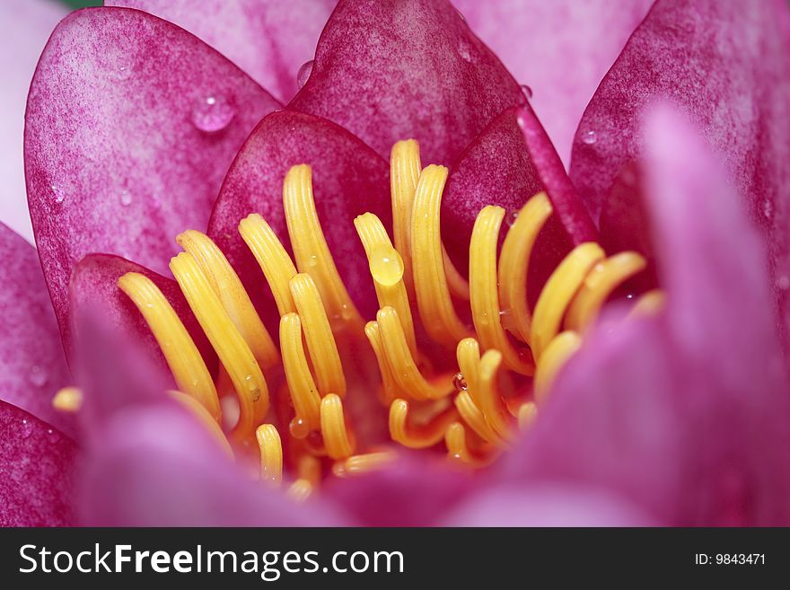 Pink waterlily closeup with droplets