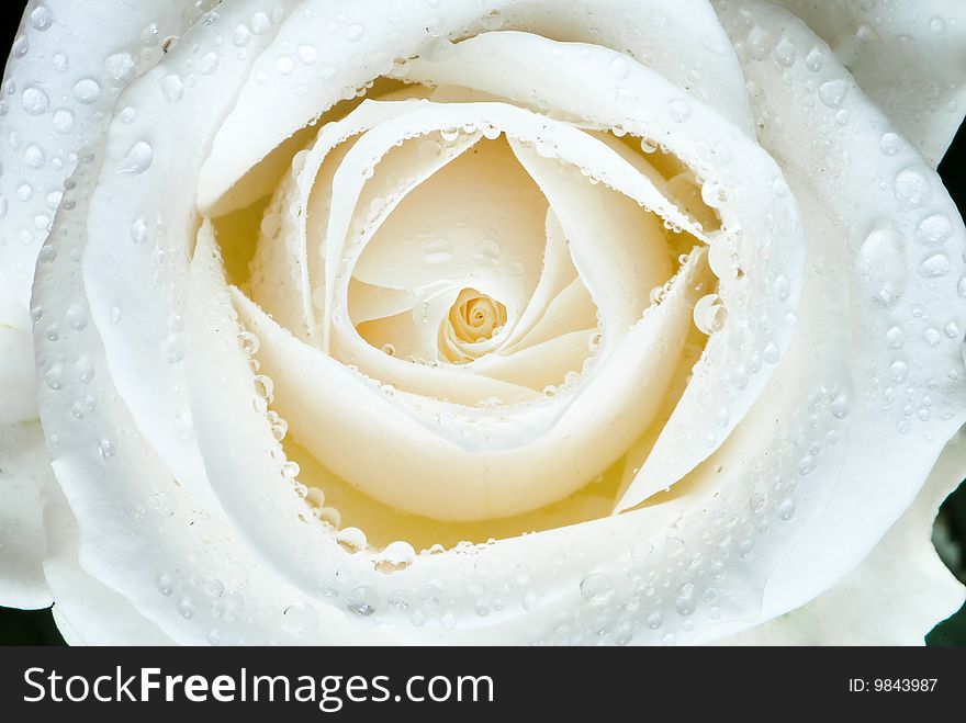 Beautiful close-up rose with water drops removed close up on a light background