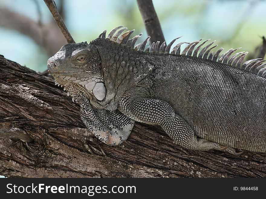 Green Iguana (Iguana iguana) resting in a tree.