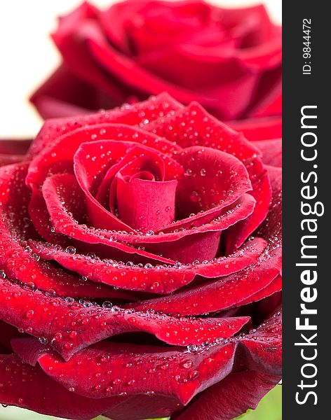 Beautiful close-up rose with water drops removed close up on a light background