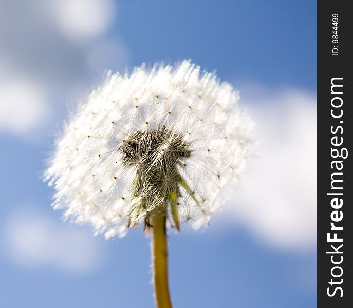 White dandelion on blue sky and clouds background. White dandelion on blue sky and clouds background.