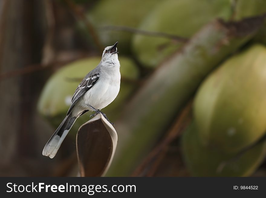 Tropical Mockingbird (Mimus gilvus rostratus), singing in a coconut tree