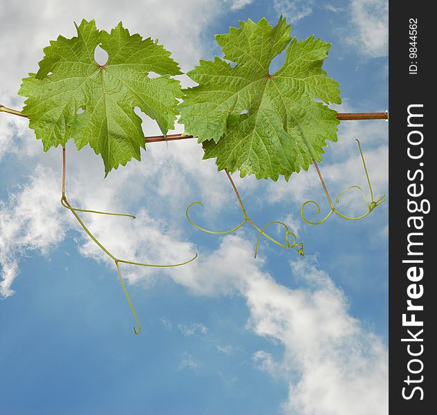 Close up of grapevine  on sky background. Close up of grapevine  on sky background