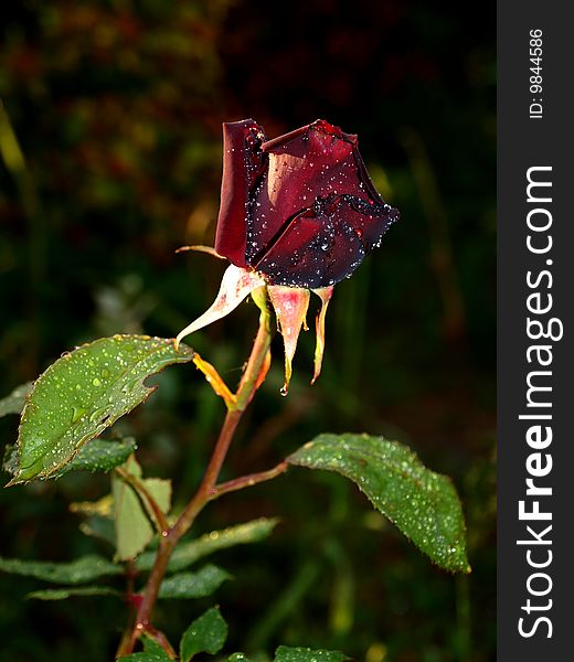 Dark rose with raindrops in the garden