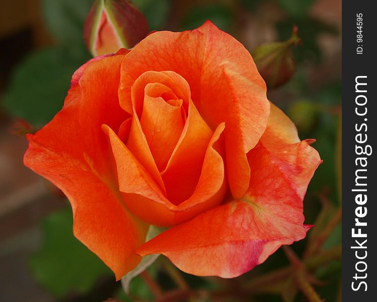 Orange rose in the garden