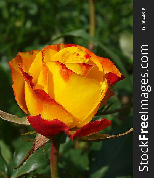 Yellow-red roses growing in the garden