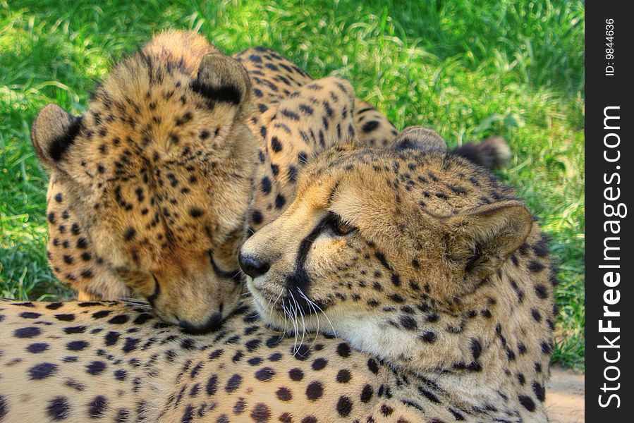 Two cheetas looking after each other. Two cheetas looking after each other