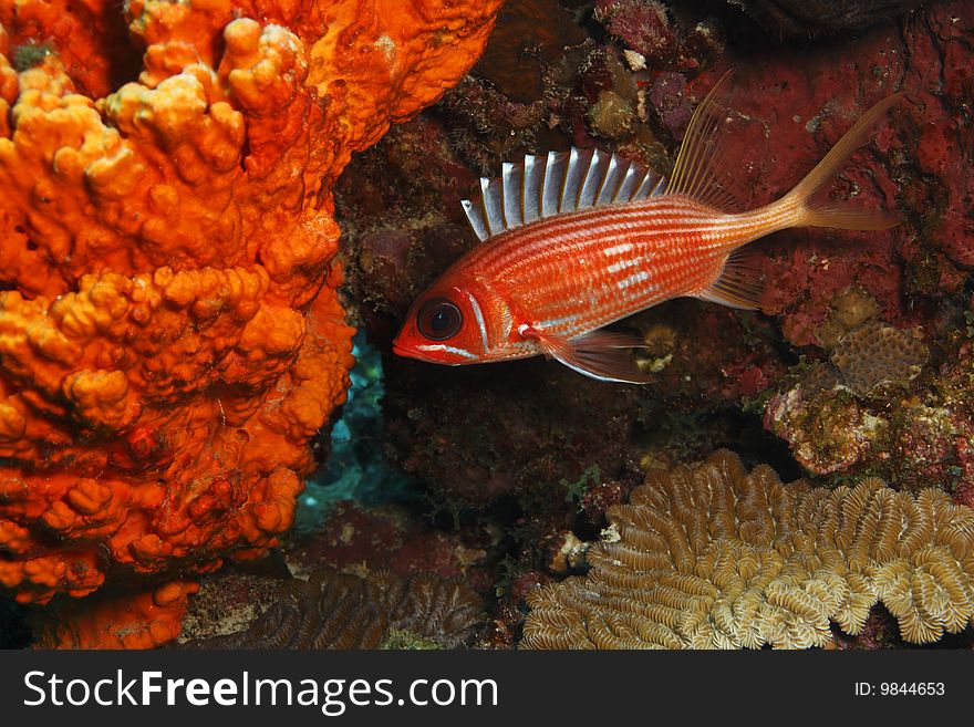 Longspine Squirrelfish (Holocentrus rufus)