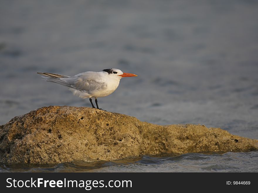 Royal Tern (Thalasseus maximus maximus), in winter plumage.