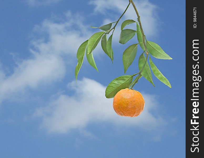 Tangerine on branch on sky background