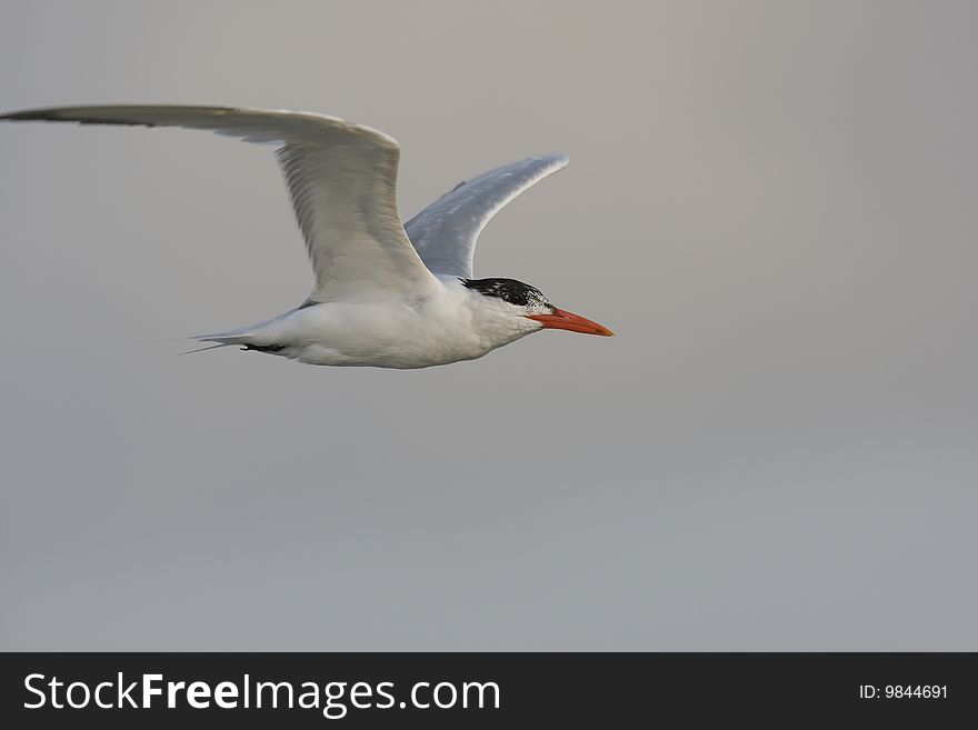 Royal Tern (Thalasseus maximus maximus), in winter plumage in flight.