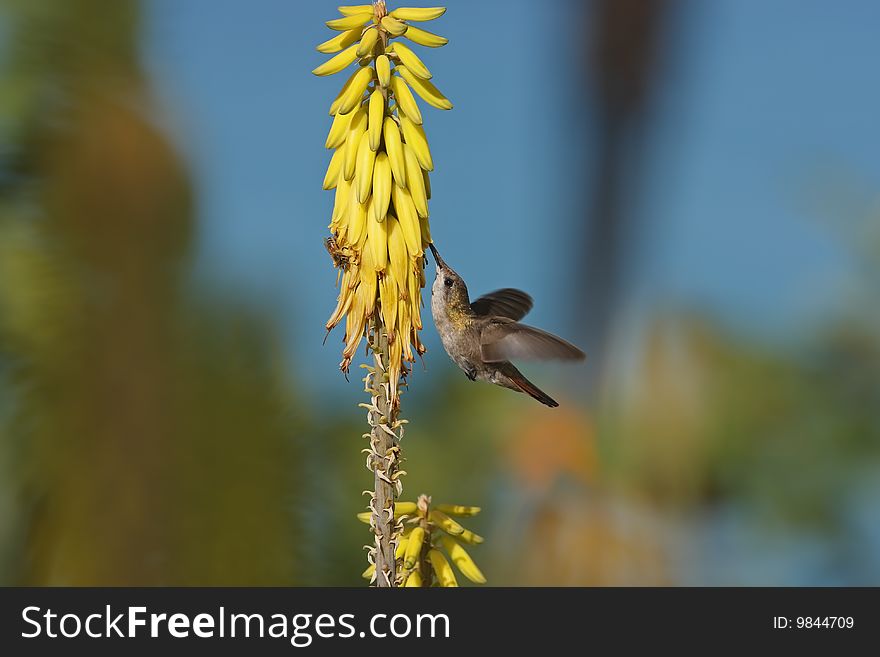 Ruby-topaz Hummingbird feeding