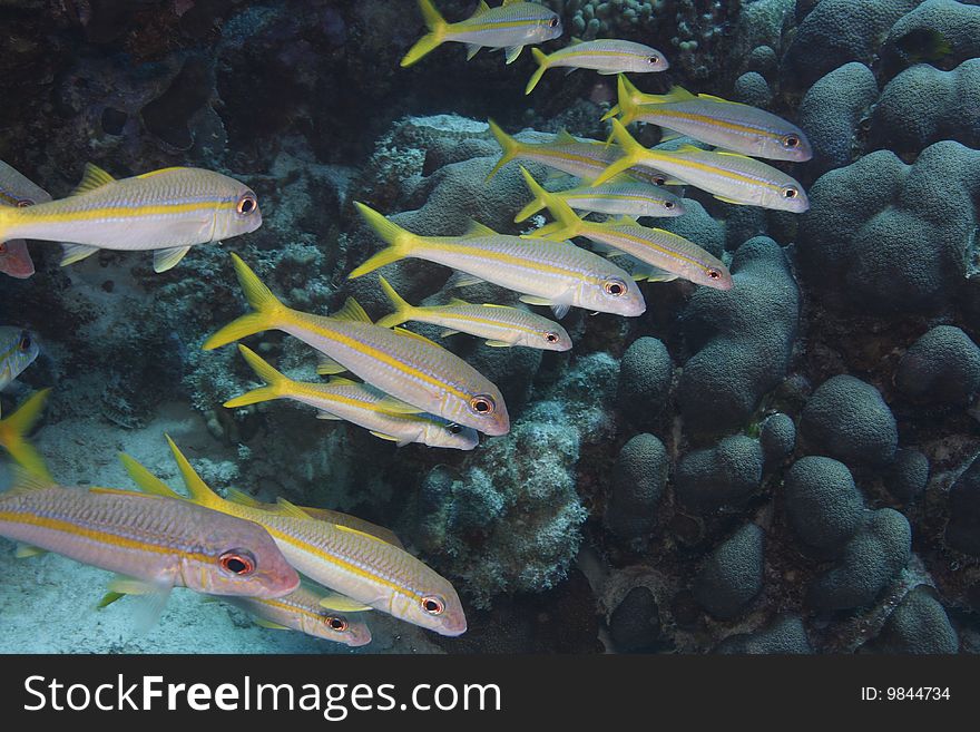 Yellow Goatfish (Mulloidichthys martinicus) on a coral reef.