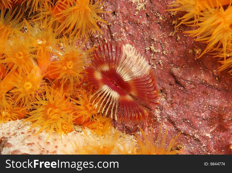 Split-Crown Feather Duster Worm (Anamobaea orstedii) with Orange Cup Coral (Tubastraea coccinea)