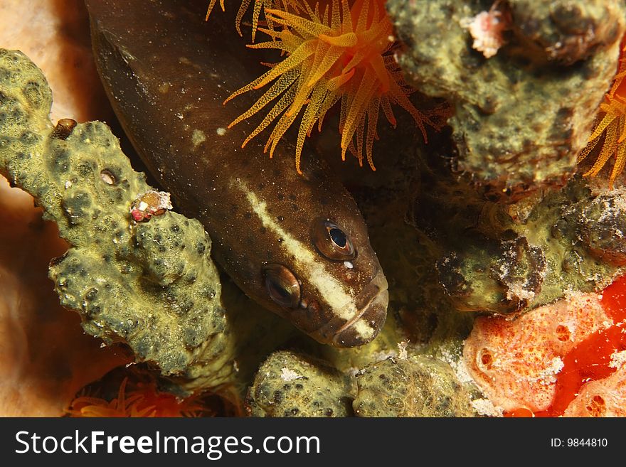 Whitespotted Soapfish (Rypticus maculatus) resting on a sponge.