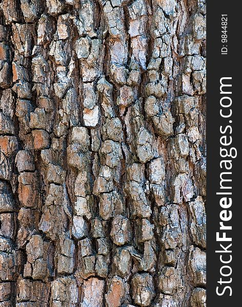 High-res texture from the bark of tree