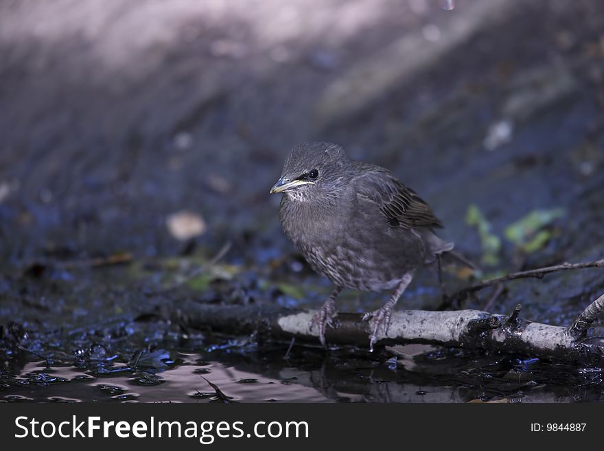 European Starling (Sturnus vulgaris vulgaris), fledgeling, about to take a bath.