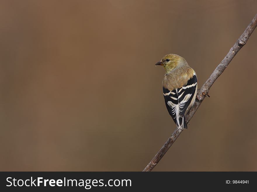 American Goldfinch (Carduelis tristis tristis), male in molt to breeding plumage.