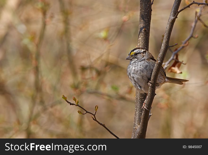 White-throated Sparrow (Zonotrichia albicollis) on branch
