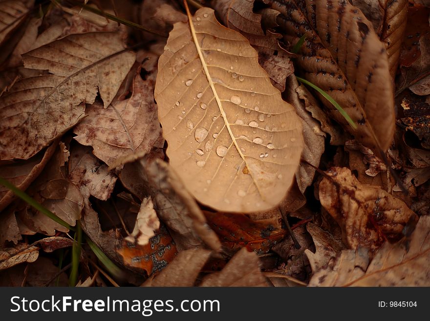 Water droplets on brown fallen autumn leaves