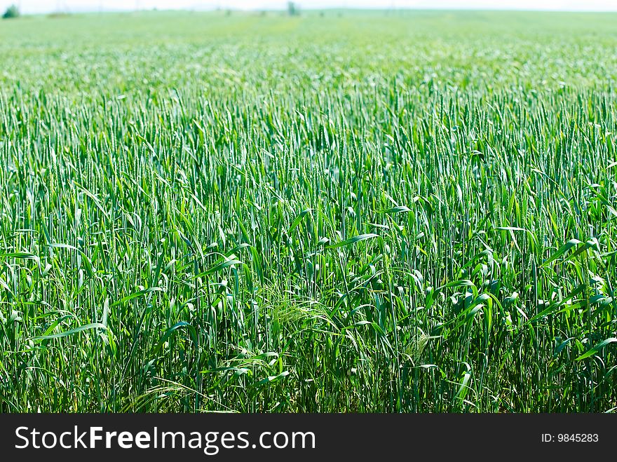 Field of young wheat on a background blue sky. Field of young wheat on a background blue sky