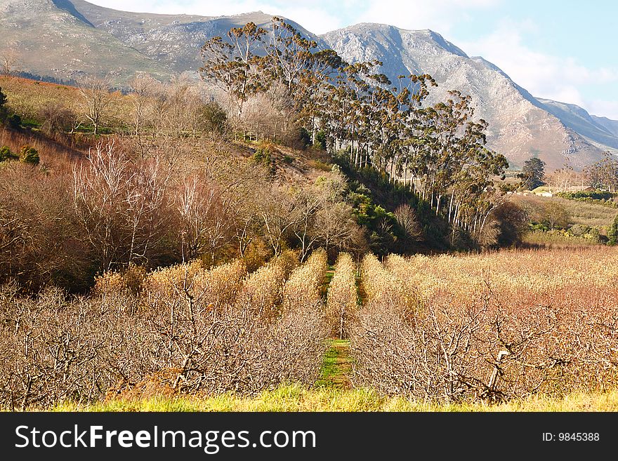 Deciduous farm in winter against backdrop of mountains