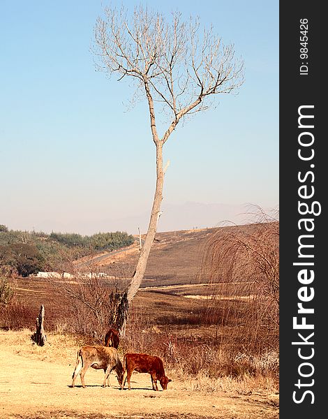 Cows grazing under tree in White Mountain area of the Drakensberg mountains during winter. Cows grazing under tree in White Mountain area of the Drakensberg mountains during winter