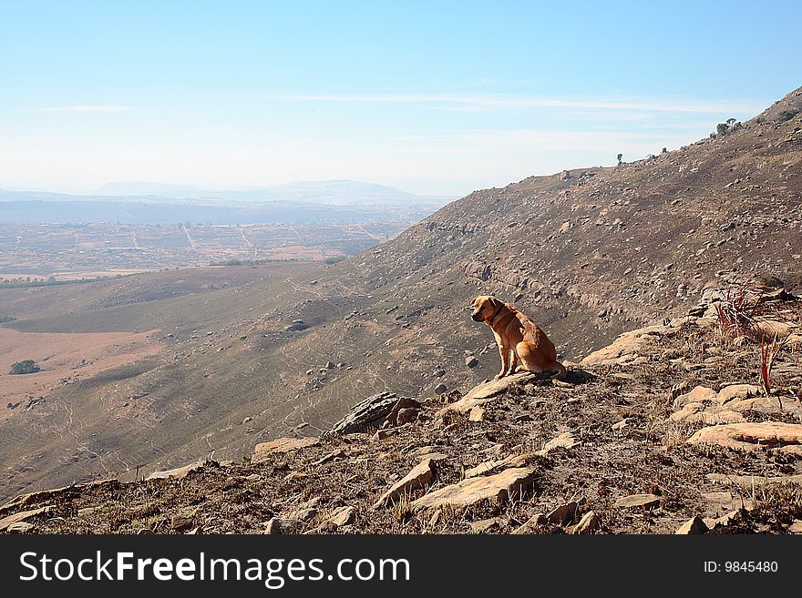 Dog sitting on mountain cliff during winter looking out on valley below in the Drakensberg mountains, South Africa. Dog sitting on mountain cliff during winter looking out on valley below in the Drakensberg mountains, South Africa