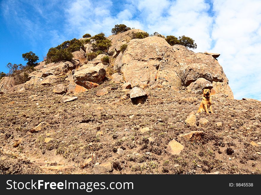 Dog on mountain