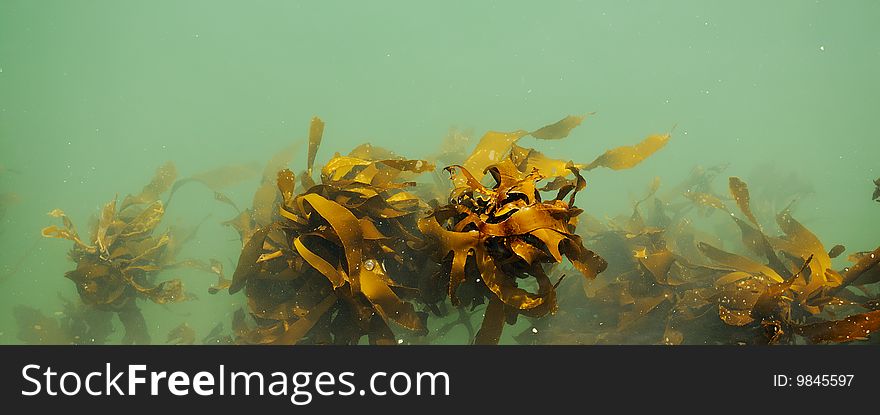 Kelp in Kalk Bay harbour, South Africa