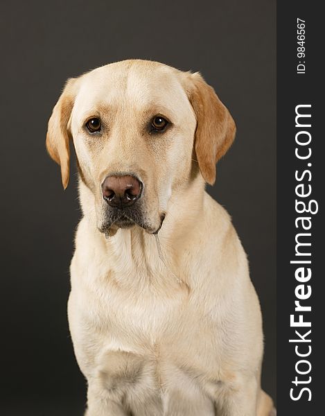 Labrador Retriever on a black background