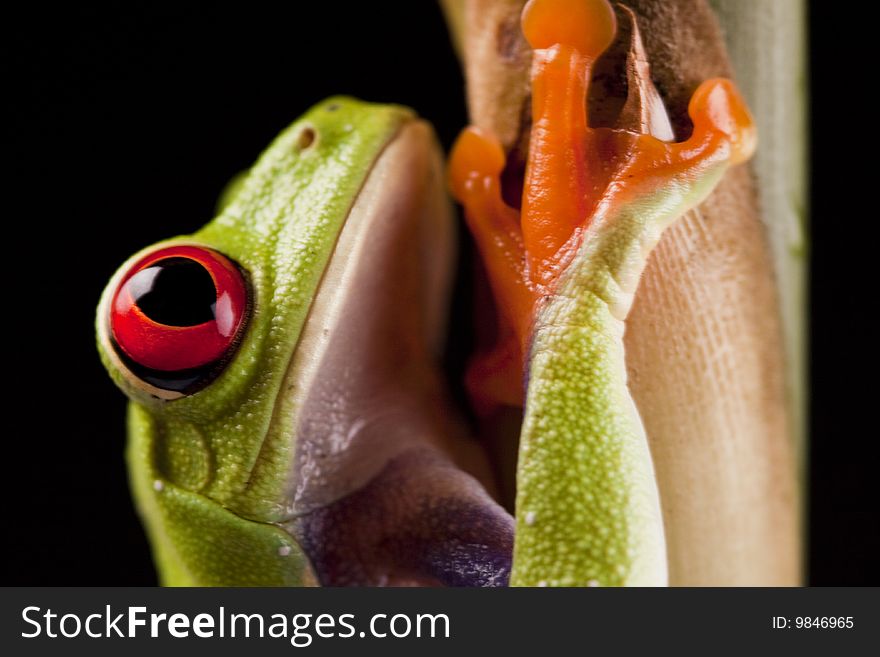 Exotic and beautiful full color frog, live in areas of Central America. Exotic and beautiful full color frog, live in areas of Central America