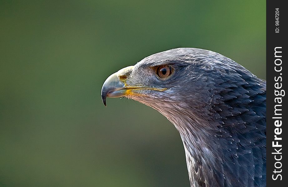 Detail of the head of a Chili eagle