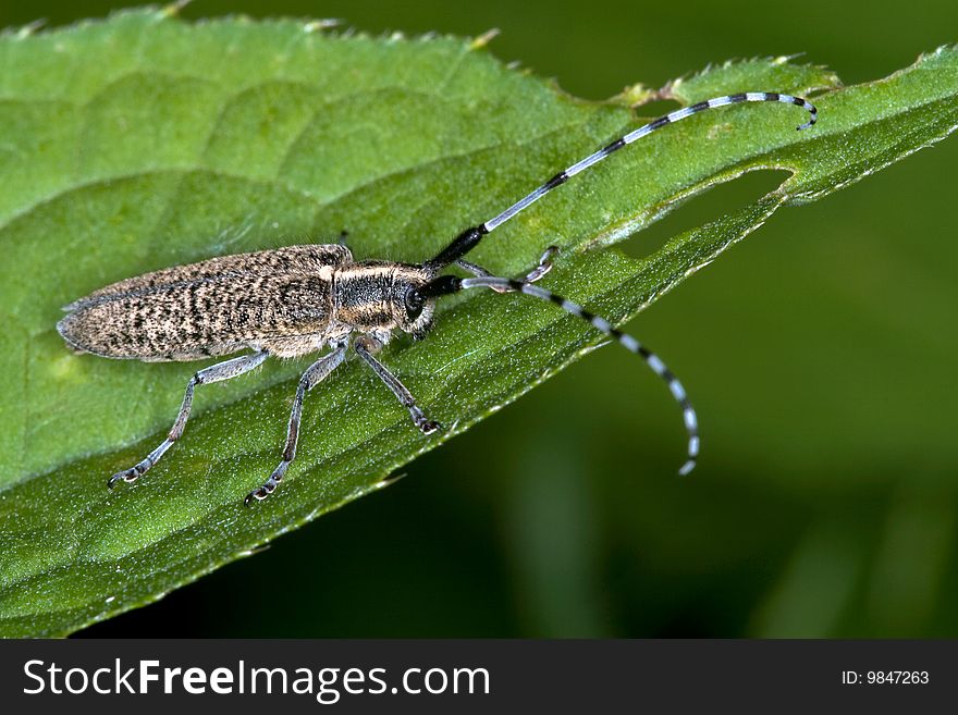 A Longhorn beetle macro shot