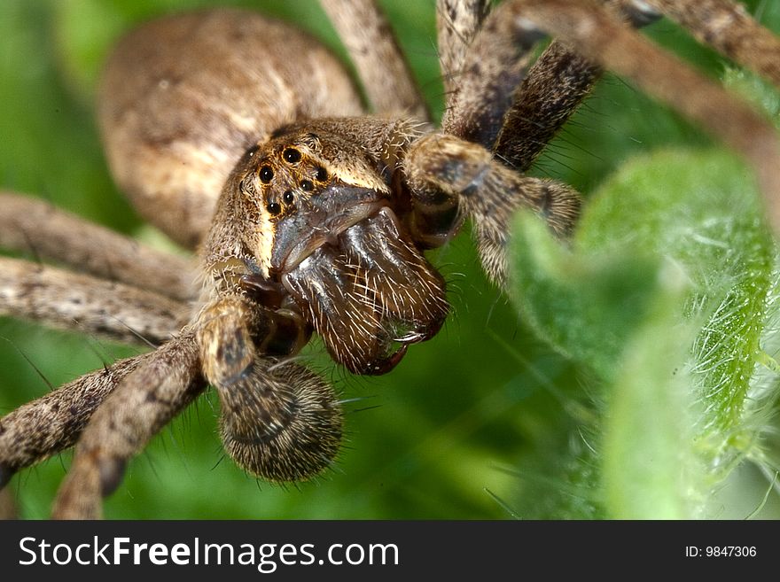 Nursery web spider