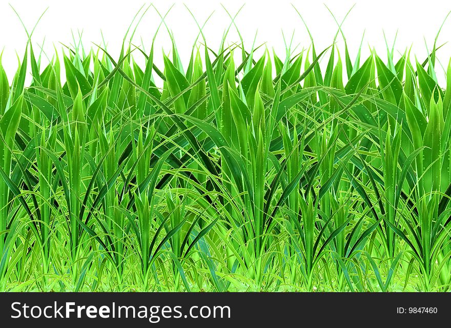 Isolated wet green grass ultra close up on white. Isolated wet green grass ultra close up on white