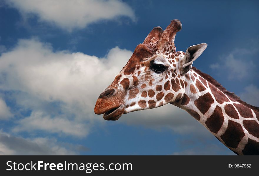 Giraffe`s head  against the sky